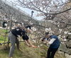 撮影中の風景です「まいぷれ福山市編集部のお花見🌸」