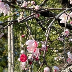 いよいよ新学期です🌸