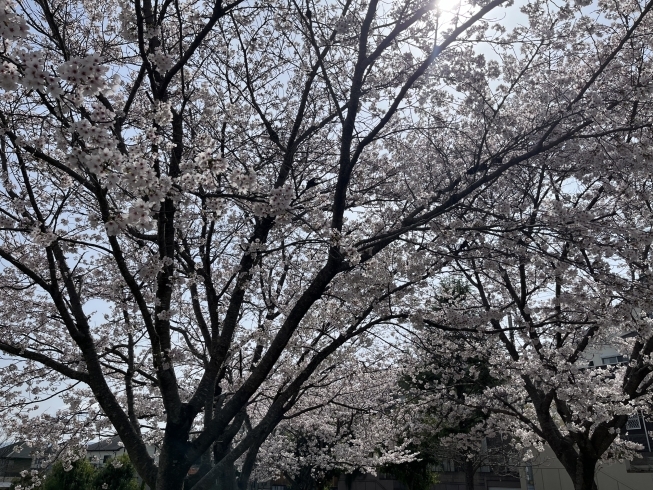 近くの公園の桜🌸「💐ひとりごと💐」