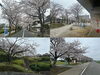 「ぐるっと一周❗️葛飾区内のお花見スポット🌸桜14選～東京葛飾で春を堪能～2024年4月4日（金）撮影！【1日で巡る葛飾一周桜企画】」