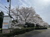 斎宮歴史博物館「斎宮歴史博物館　桜開花状況🌸vol.2」