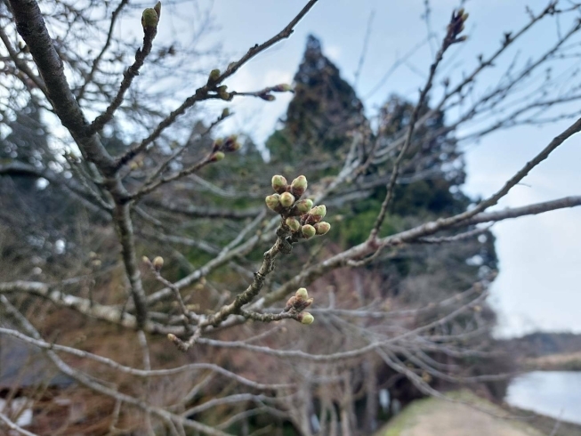 つぼみの様子は…もうちょっとかな？「鮭川村の庭月観音の桜状況🌸」