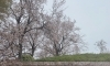 草津市　さくら「草津市　桜」