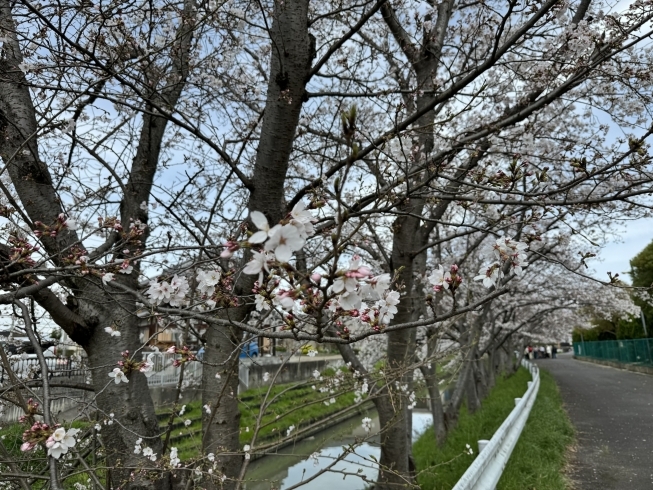 霊仙寺橋公園の桜並木「栗東市　さくら」