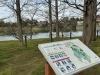 ロクハ公園「草津市　さくら」