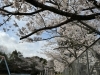 栗東　さくら「栗東市　桜」