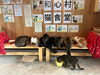 和心村の可愛い猫たち「【お知らせ】和心村の猫についてよくあるご質問をまとめました」
