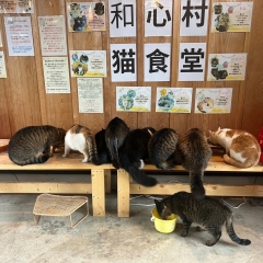 【お知らせ】和心村の猫についてよくあるご質問をまとめました