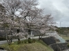 雨山文化運動公園「湖南市　桜」
