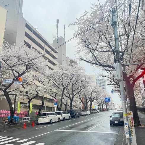 「東京は桜が綺麗です！！」