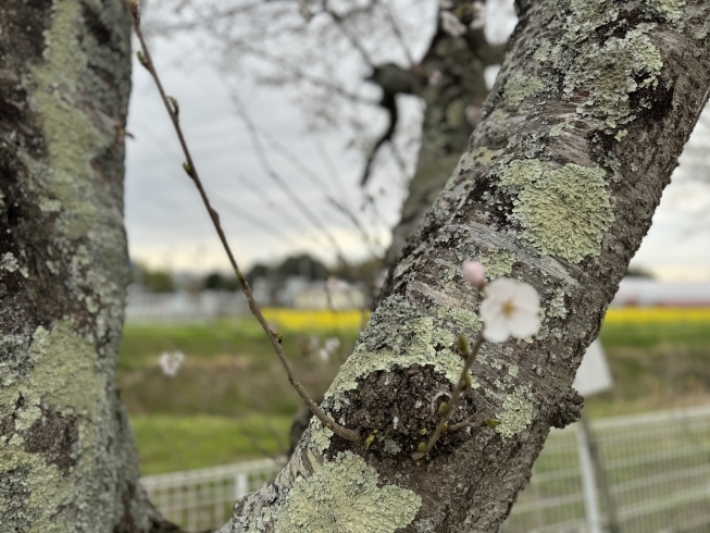 菜の花と桜「甲賀市　さくら」
