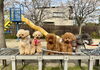 🌸まるくん🌸はぴちゃん🌸ジンジャー「ましゅまろ幼稚園🐾　パート１」