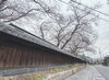 新水口宿公園「甲賀市　桜」