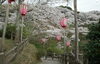 社日公園の桜「社日公園」