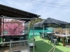 「【桜はほぼ満開です。ドッグラン付きテラス席から綺麗にみえます】」