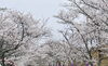 満開🌸「『名張桜まつり』が開催されました🌸」