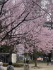 仙台NHKの桜です、桜の匂いに感動しました。「相談・下見調査無料　女性相談員在籍（安心です）完全秘密厳守　創業平成7年,調査の青葉グループ　群馬-高崎・前橋　茨城-つくば・土浦　埼玉-上尾　探偵歴15年、女性探偵が代表の be-スマイル女性探偵社』」