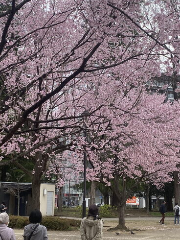 仙台NHKの桜です、桜の匂いに感動しました。「相談・下見調査無料 女性相談員在籍(安心です)完全秘密厳守 創業平成7年,調査の青葉グループ 群馬-高崎・前橋 茨城-つくば・土浦 埼玉-上尾 探偵歴15年、女性探偵が代表の be-スマイル女性探偵社』」