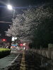 「桜が満開ですね。」