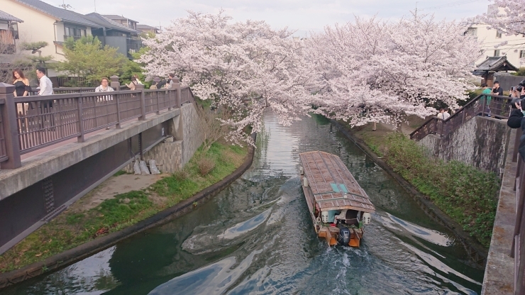 「4/7(日)お花見🌸」