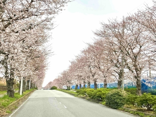 七次台の桜です「春満開！【白井市訪問介護・相談支援】【桜】【花粉症】」