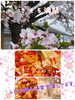 「〜＊🌸出雲の火鍋は美味しいよ🌸＊〜出雲駅近・東横イン並び・センチュリオンホテル向い」