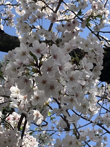 満開の桜「方位について」