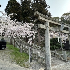 桜が満開です