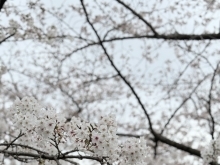 2024 交野市　妙見口交差点　桜が満開でしたよ～🌸