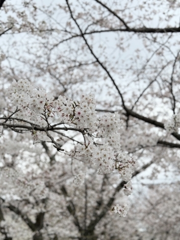 桜の花「2024 交野市　妙見口交差点　桜が満開でしたよ～🌸」