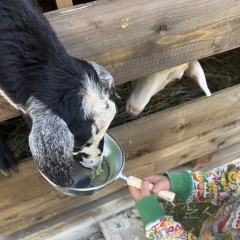 山羊さんに、エサをあげよう🐐バーベキューパーク・G R I L L・yachiyoです