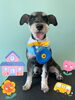 「Dog salon mofu mofu 余市町」