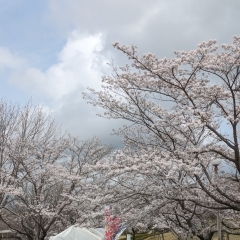 4月8日時点での桜の開花状況🌸