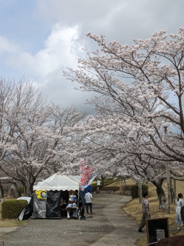 満開のソメイヨシノ「4月8日時点での桜の開花状況🌸」