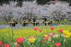 桜と菜の花のW花見、地域の方のお陰です。「花見をしました。」
