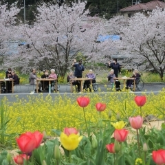 花見をしました。