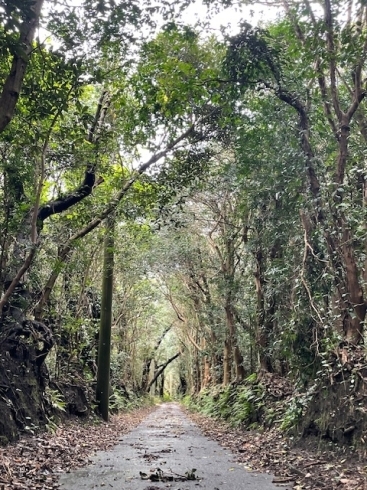 伊豆大島の密林。静かで気持ちが良いです。「森や林に遊びに行き「森林浴」を楽しみましょう！」