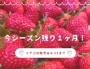 【イチゴの販売は4月30日まで💁‍♀️】