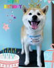 「Dog salon mofu mofu 余市町」