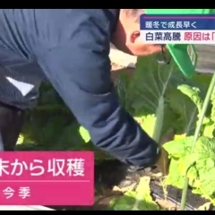 ☆カラフル野菜の小山農園、『スーパーJチャンネル（ANN系列）』【4月5日】に☆