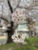 まんまんまるの桜「今　貴方に必要なメッセージ」