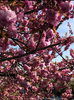 「桜の花には運気と浄化パワーがあるとか」