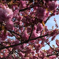 桜の花には運気と浄化パワーがあるとか