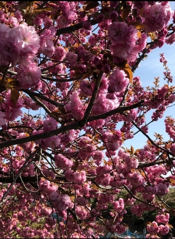「桜の花には運気と浄化パワーがあるとか」