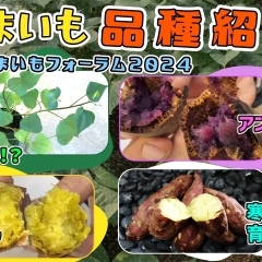 【お芋(焼き芋)はこれで決まり!】2024年度版　新品種のサツマイモを紹介していきます。　たねのハシモトミヤ