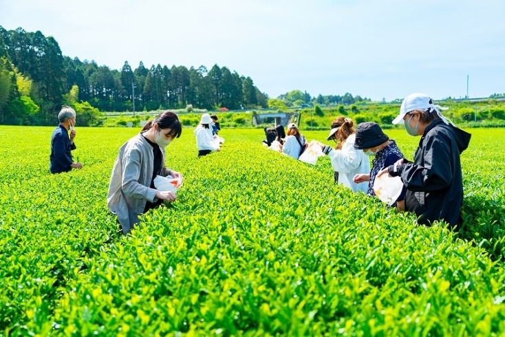 「5月4日（土）🌱新緑園×有機米・宮本「みやざき新茶摘み体験」🌱」