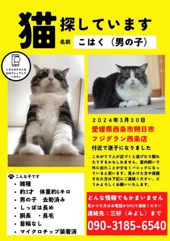 「迷い猫を探しています【愛媛県西条市朔日市】」