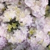 「アジサイ💜♡【越前市/花屋/生花/フラワーアレンジメント/ふるーれ・T】」