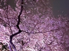 桜の咲く季節🌸新しい靴に