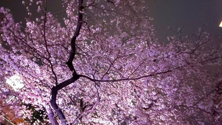 「桜の咲く季節🌸新しい靴に」